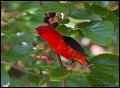 _2SB0016 scarlet tanager